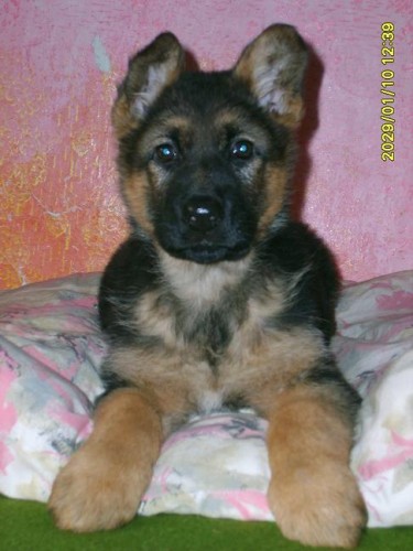 N�meck� ov��k