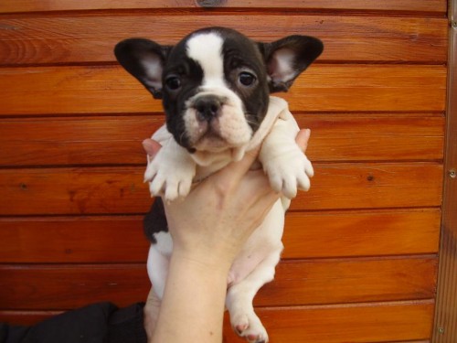 Francozsk� buldo�ek