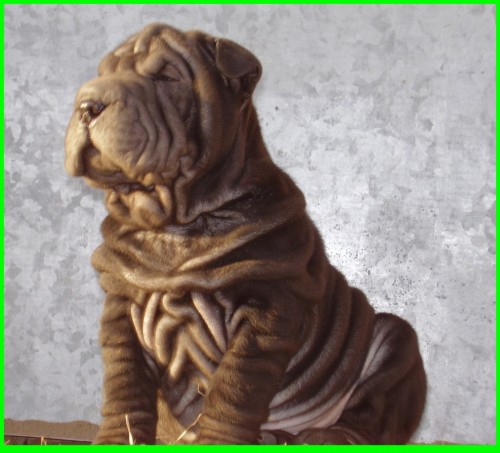 �ARPEJ/SHAR-PEI/ 2 M�S.PS�K IBAX CHUDOBKA