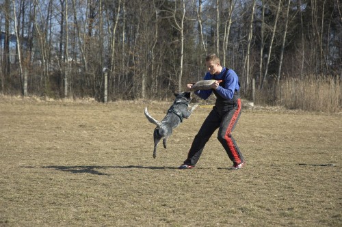 Zad�m �t��ata Australsk�ho hon�ck�ho psa