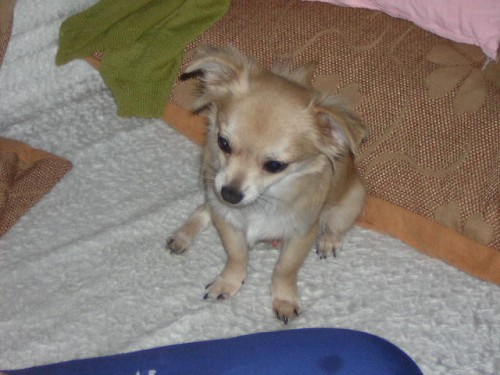 �ivava dlouhosrst�