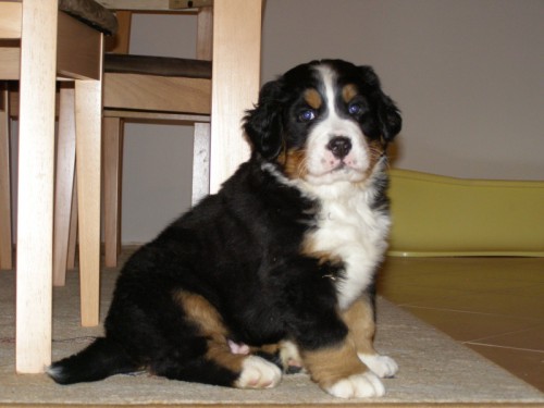 �t�nda-Bernsk� sala�nick� pes