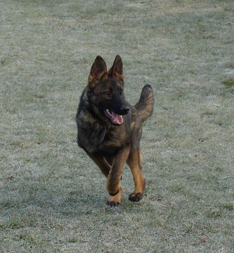 N�meck� ov��k, fena s PP,6 m�s.