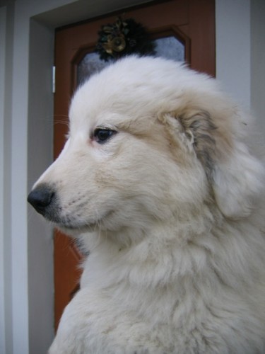 Pyrenejsk� horsk� pes