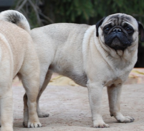 mops plav� - chovn� p�r