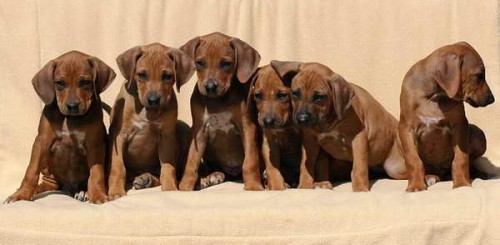 Rhodesian ridgeback