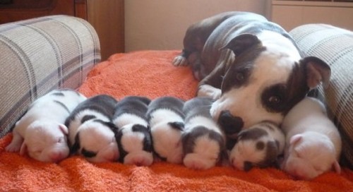 Americky stafordsirsky terier- �T�NATA