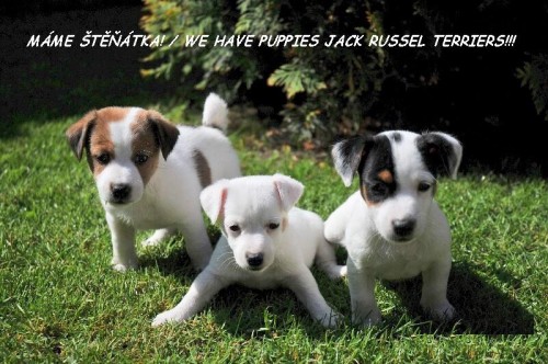 JACK RUSSEL TERRI�R S PP