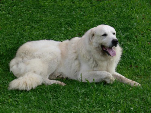 Pyrenejsk� horsk� pes