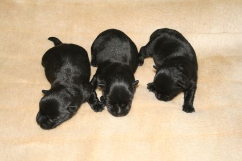 �t���tka- skotsk� teri�r