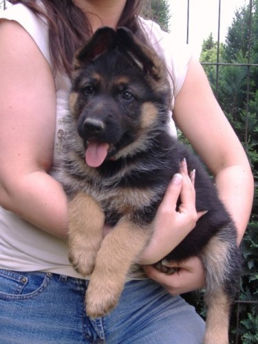 N�meck� ov��k �t��ata s PP