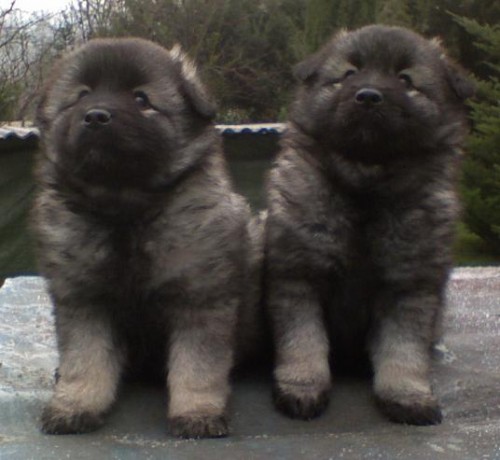 N�meck� �pic vl�� prod�m kvalitn� �t��ata s PP 