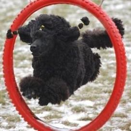 Pudl st�edn� �ern� s PP