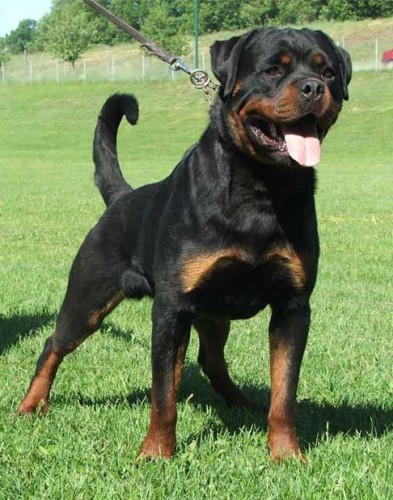 �t���tka RTW s PP