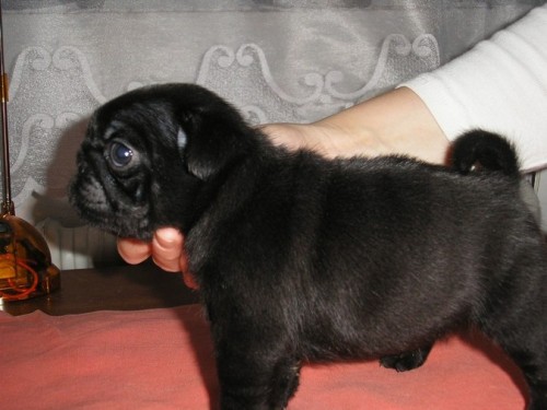 Mops - prod�m kvalitn� �t��ata s PP