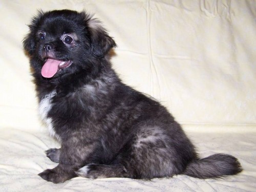 tibetsk� �pan�l  - �t��ata s PP