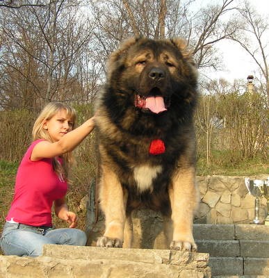 Kavkazsk� pasteveck� pes