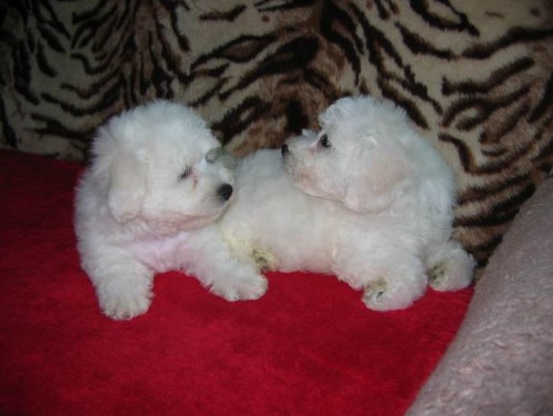 Bi�onek - Ply�ov� medv�dek