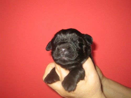 Novofundlandsk� pes