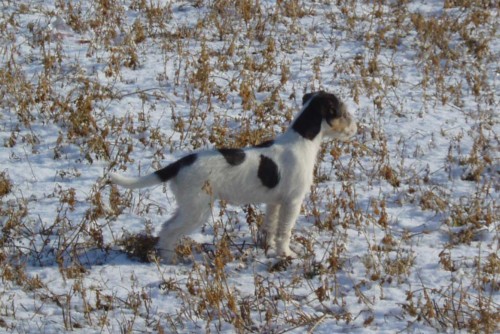 PRT �t�n� trikolorn� fenka