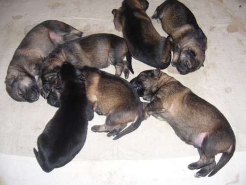 n�meck� ov��k