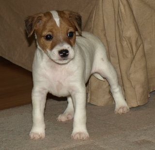 Parson Russell teri�r - fenka s PP