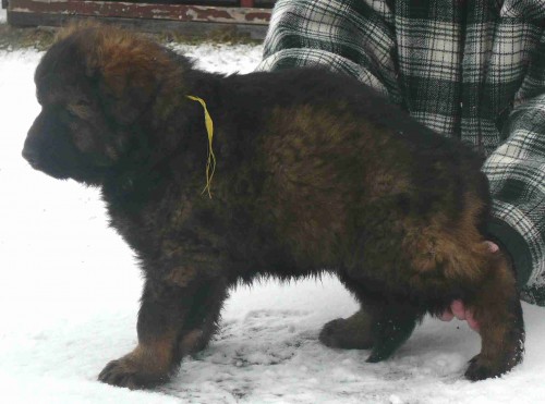 N�meck� ov��k - �t��ata s PP