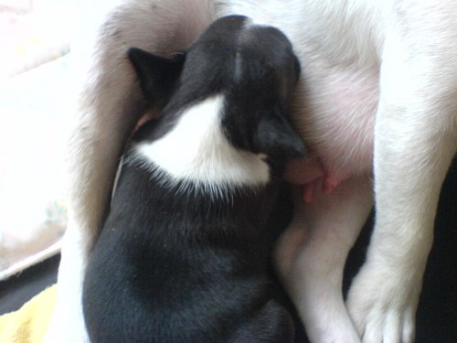 Francouzsk� buldo�ek