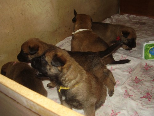 Fenky malinois bez PP