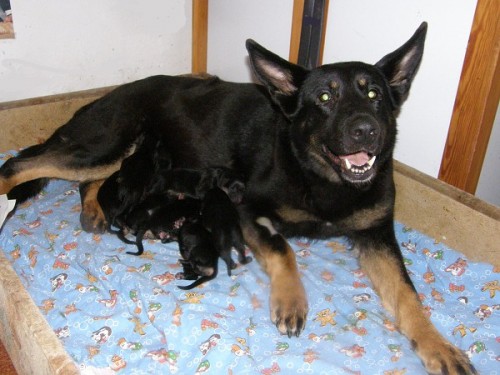 n�meck� ov��k �t��ata s PP