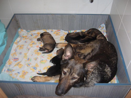 n�meck� ov��k