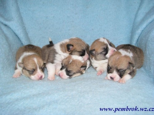 welsh corgi pembroke 