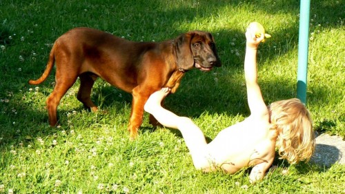 psa ke kryt� - Bavorsk� barv��