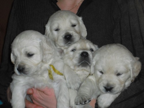 Zlat� retriever- �t���tka s PP