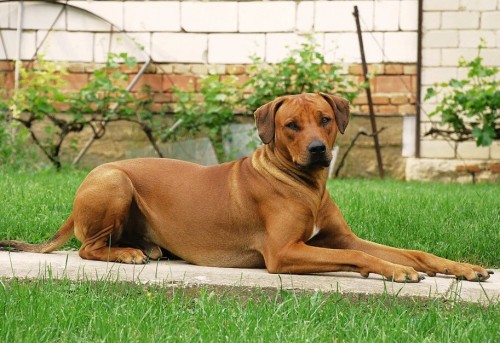 hled�m nev�stu M�ln�k, Kralupy n/Vlt.