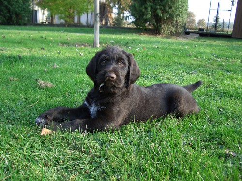 �t��ata �ESK�HO FOUSKA hn�d�k i b�lou�