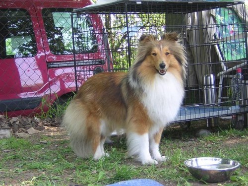 �eltie-minikolie,prodej