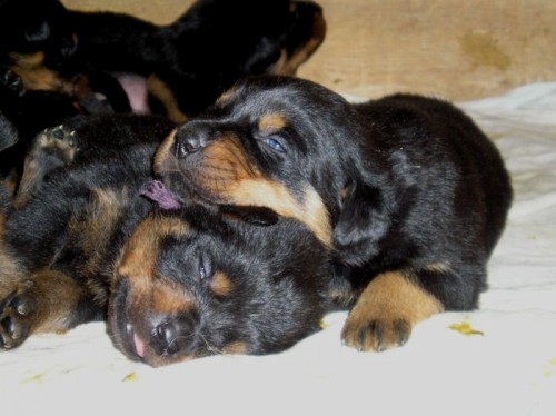 Rottweiler - �t��ata s PP z pracovn�ho spojen�