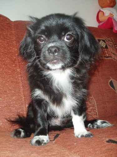 TIBETSK� �PA�L s PP