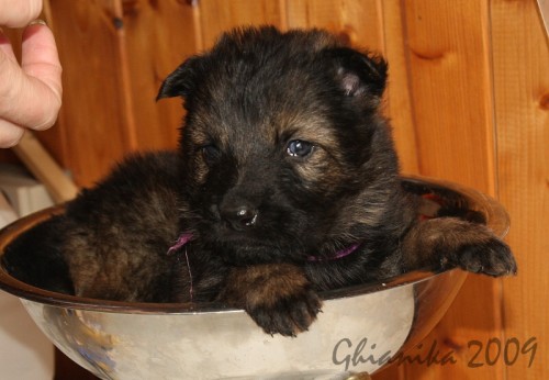 N�meck� ov��k mohutn� �t��ata s PP