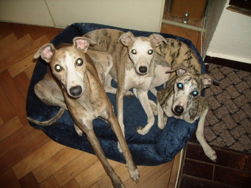 Vipet-whippet-mal� anglick� chrt