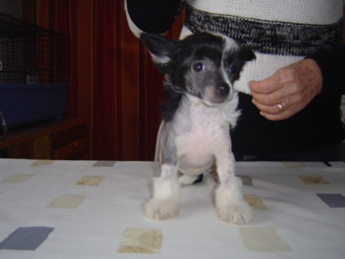 ��NSK� CHOCHOLAT� PES