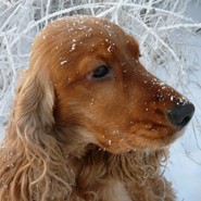 ALF �esk� �ampion