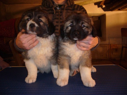 Kavkazsk� pasteveck� pes