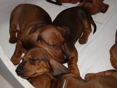 Jezev��k hladkosrst� standard