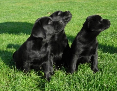 labradorsk� retr�vr