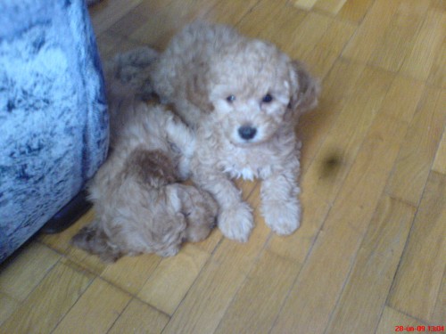 Pudl Trpasli�� - apricot