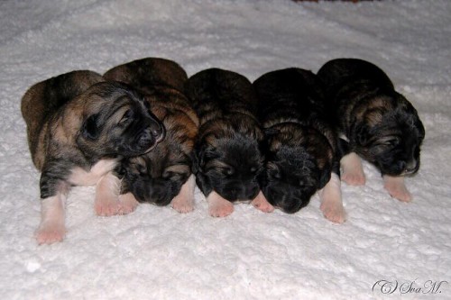 Kavkazsk� pasteveck� pes