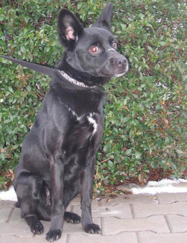 Daruji k��ence - Erny