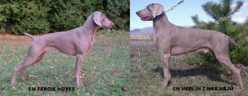 �t���tka VOK s PP